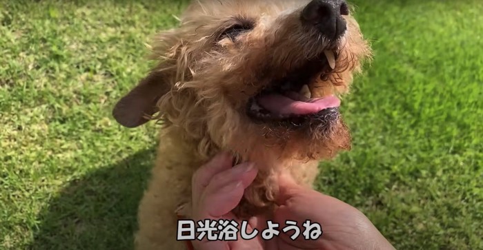 芝生の上で笑う犬