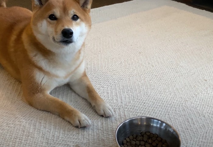 ご飯の前で伏せる犬