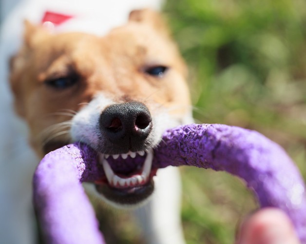 おもちゃを力強く引っ張る犬