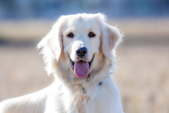 こちらをまっすぐ見つめる白い犬