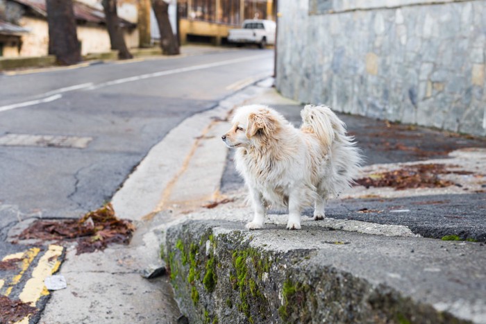 迷子の犬