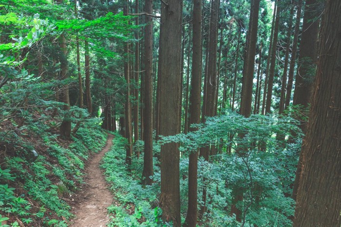 紀伊半島の山中 176459195