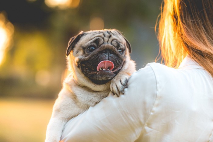 抱っこされる犬