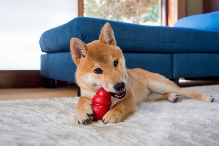 コングを噛んでいる柴犬