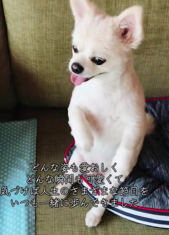 大切な家族の一員