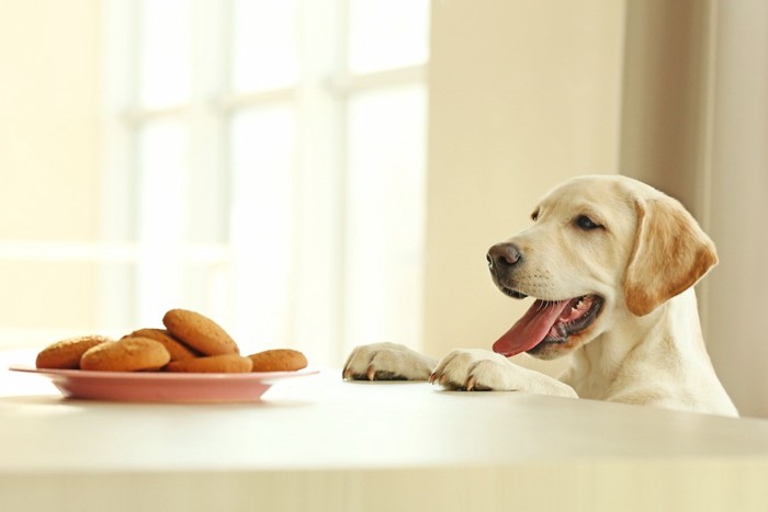 テーブルの上のクッキーを狙う犬