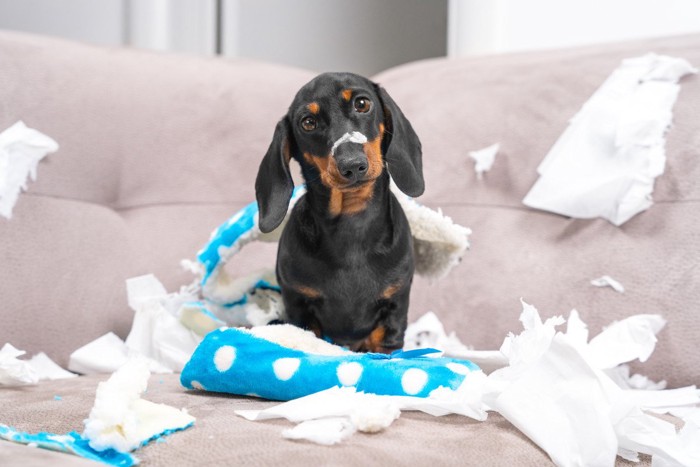 部屋中を荒らした犬