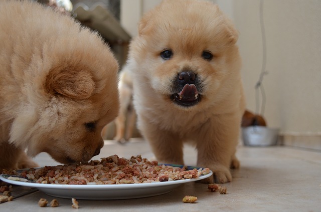 食事をする子犬