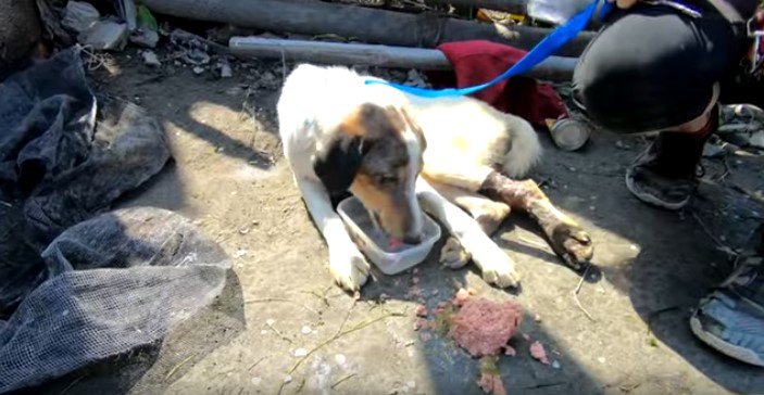 水を飲む犬