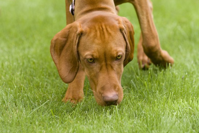 芝生のにおい嗅ぎをする茶色の犬