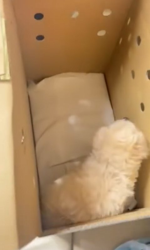 箱の中の子犬