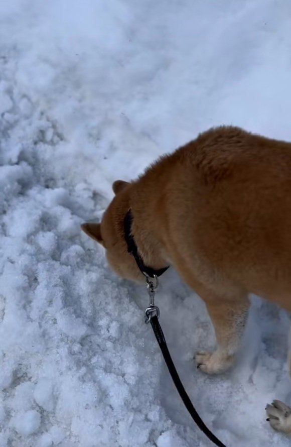 地面の匂いを嗅ぐ朔くん