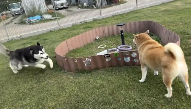 バブちゃん、再び突進!