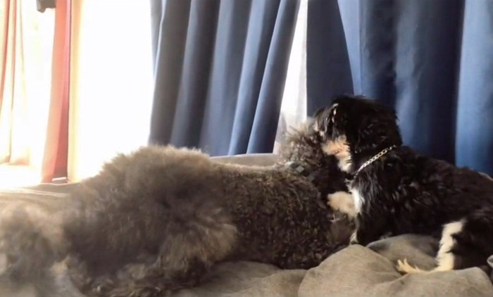 赤ちゃん犬を家族に迎えるまで9