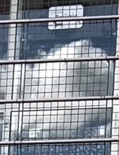 雲の奥にうっすらと浮かぶ白い犬の姿