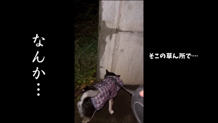 壁の匂いを嗅ぐ犬