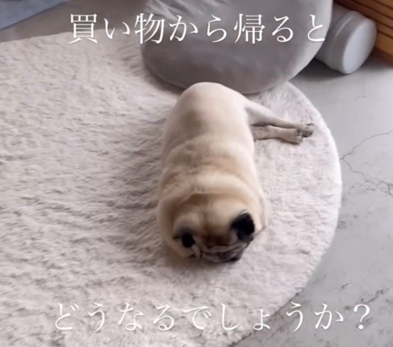 寝ている犬2