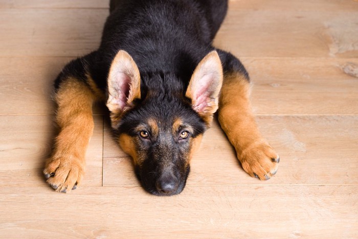 床に伏せてこちらを見つめる犬