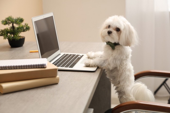 パソコンの前で調べ物をしているように見える犬