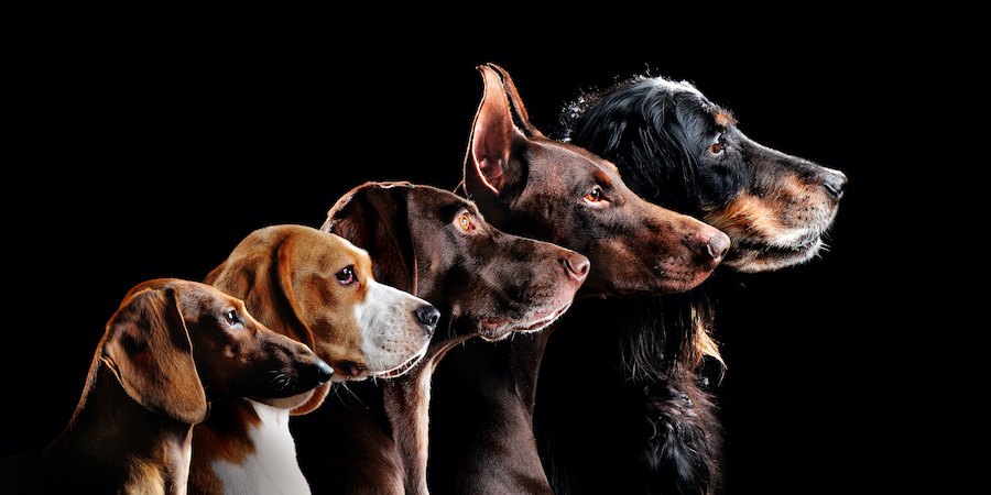 同じ方向を向く五匹の犬の横顔