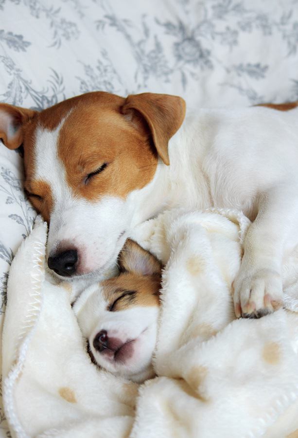 子犬を抱きしめて眠るジャックラッセルテリアの母犬