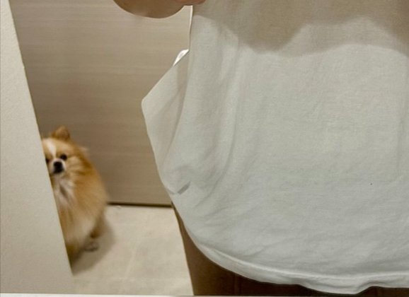 ポメ