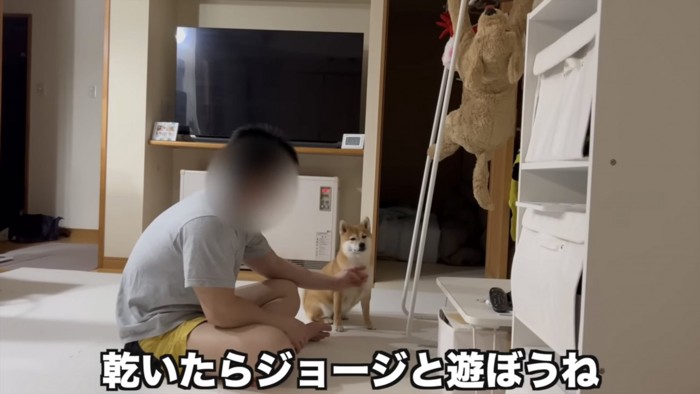 干された犬のぬいぐるみとこちらを見て座っている柴犬