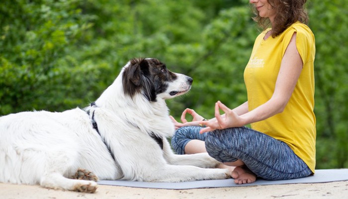 外でヨガをする女性を見つめる犬