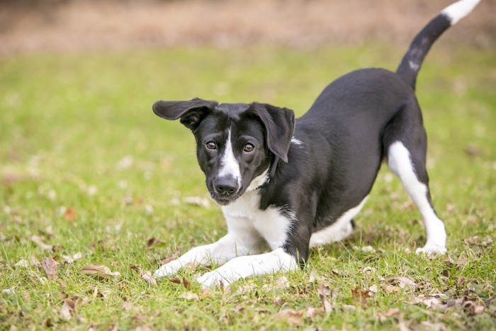 プレイバウをする黒と白の犬