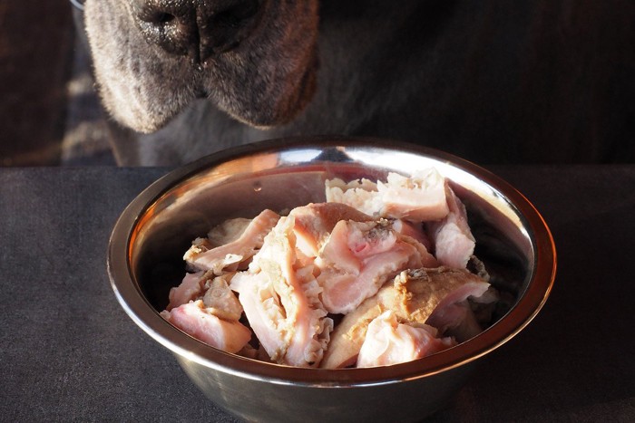 豪華な食事をする犬