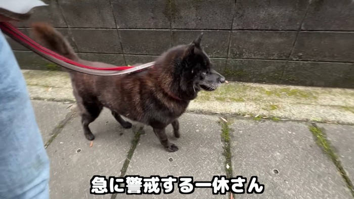 おばあちゃんが近づいてきたら警戒!