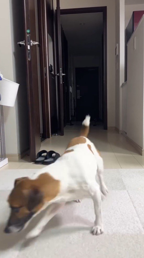 円を描くように部屋の中を歩き回る犬