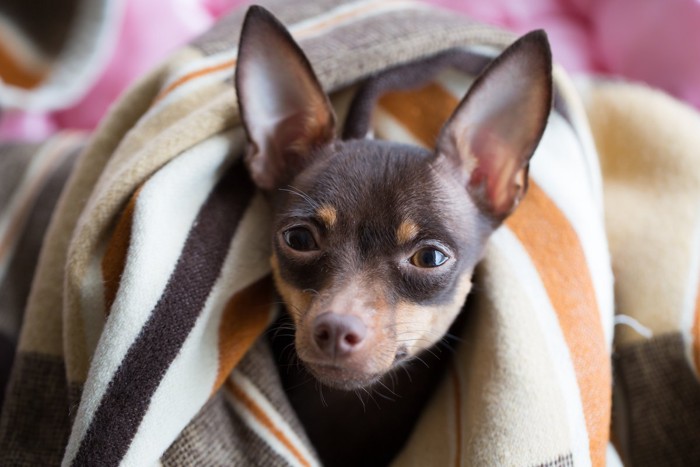 布を来た犬