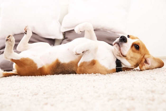 カーペットに転がる犬