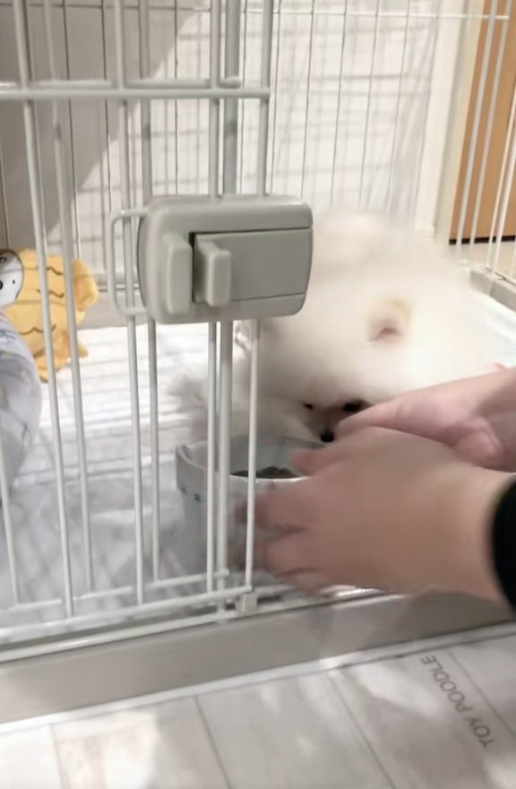 ごはんを食べようとするすいちゃん