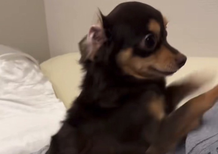 腕を掘ってアピールする犬