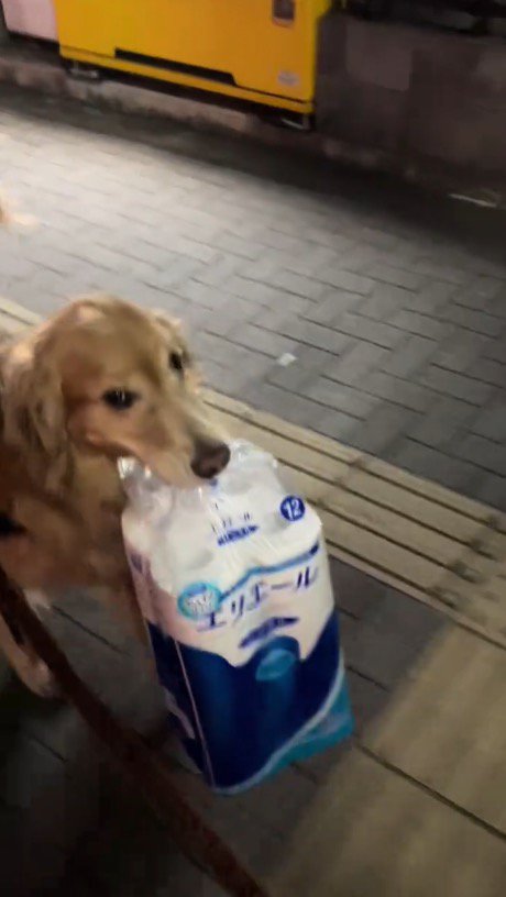 荷物を咥えて飼い主を見上げる犬