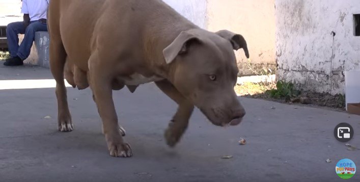 食べ物を追って近づく犬