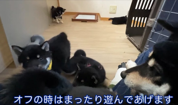 集まる柴犬