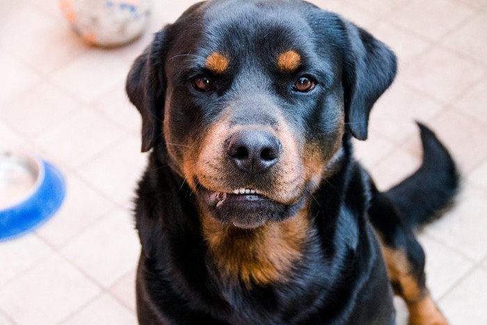 唸る犬