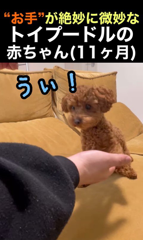くぅちゃんの「おて」8