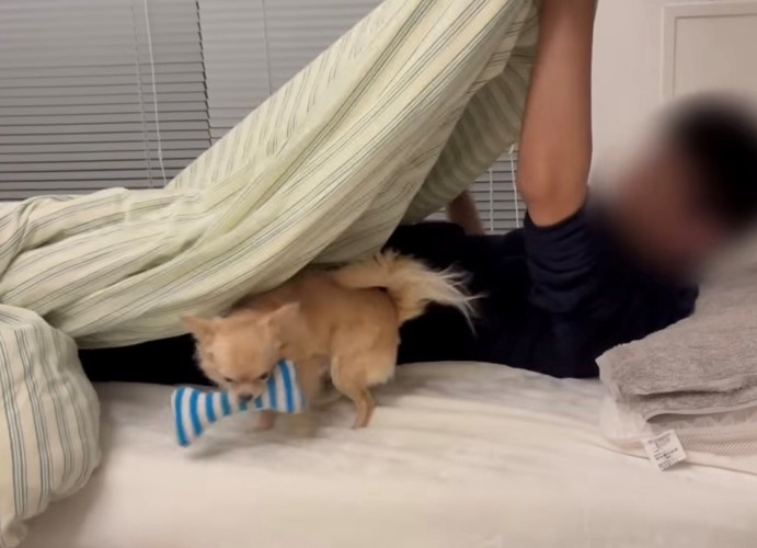 布団に入る犬