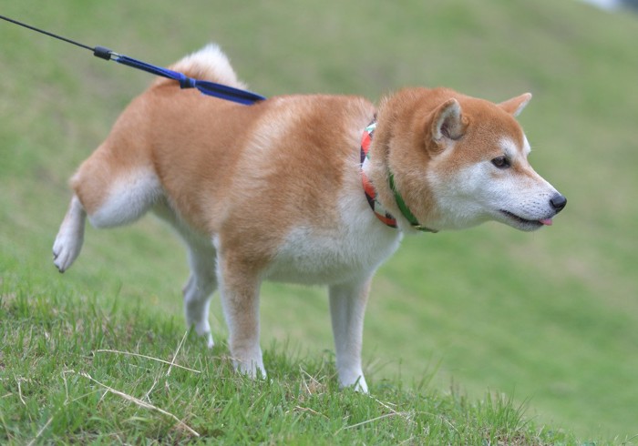 地面を蹴る柴犬