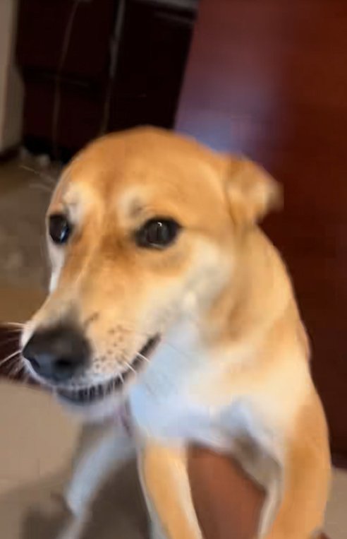 腕にしがみつく保護犬