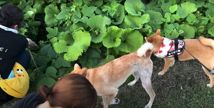 茂みの中を覗き込む人と、側にいる柴犬2匹