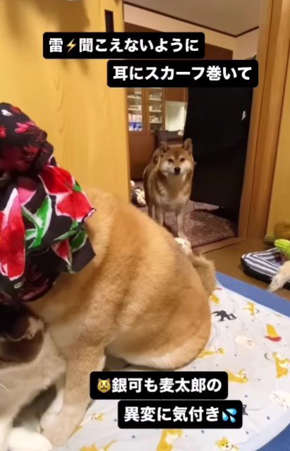 遠くでは鮭太郎ちゃんも…