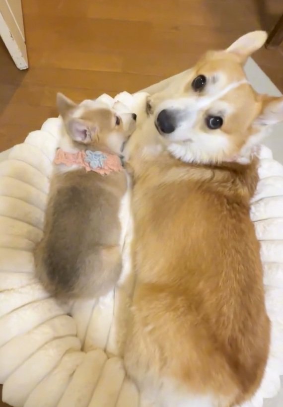 飼い主さんを見るレンくん