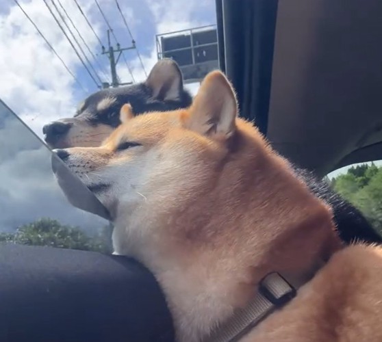 窓から入る風を受けて気持ちよさそうな顔の柴犬