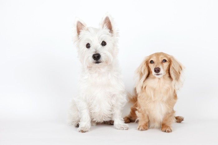 プラッキングが必要な犬種