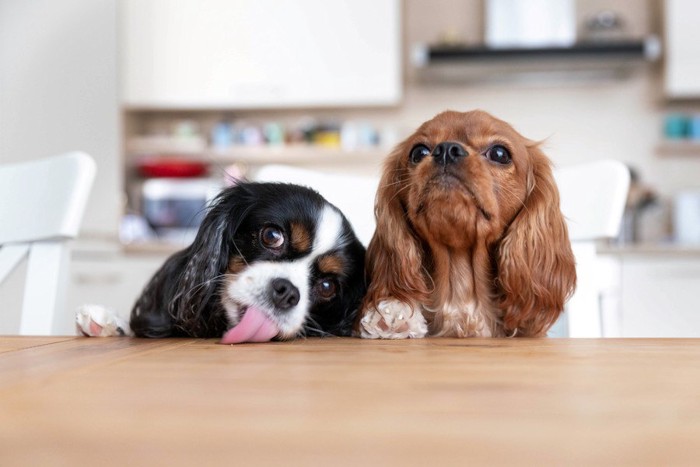 食いしん坊そうな2匹の犬